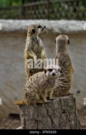 Drei Erdmännchen auf einem Baumstumpf, wobei eines direkt nach vorne schaut, während die anderen die Umgebung beobachten. Stockfoto
