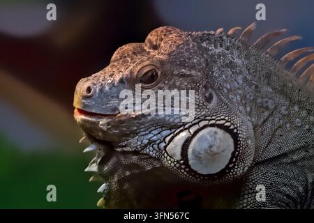 Eine detaillierte Nahaufnahme, die die Schuppen, das Auge und die ausgeprägten Gesichtsstrukturen einer grünen Leguan zeigt, und die Reptilienvielfalt und Anpassung repräsentiert Stockfoto