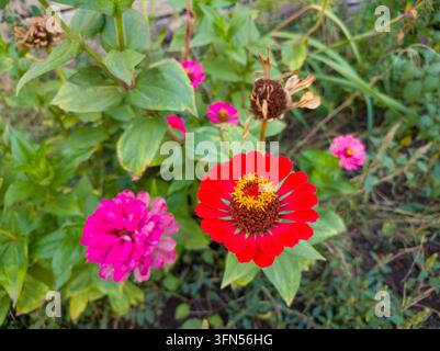 Top-Down-Nahaufnahme einer einzelnen roten Zinnia-elegans-Blüte, die mit einem hellen gelben sternförmigen Mittelblütenstand neben einer rosa Blume in einem Garten blüht Stockfoto