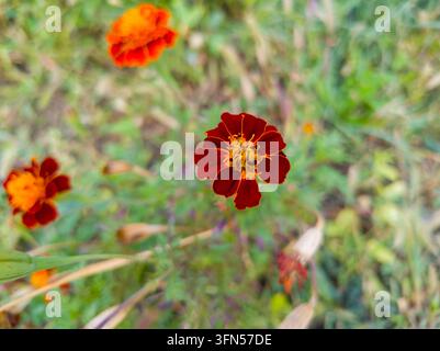 Oberblick Nahaufnahme einer einzelnen lebendigen dunkelroten französischen Goldblume Tagetes patula, die mit goldenen Rändern in einem Garten blüht Stockfoto
