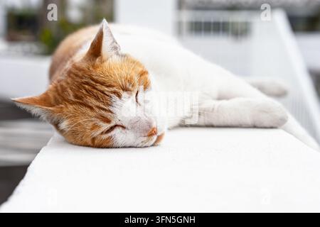 Ingwer- und weiße Katze schläft friedlich auf einer weißen Kante mit Schnurrhaaren im Nahaufnahme bei weichem Tageslicht. Stockfoto