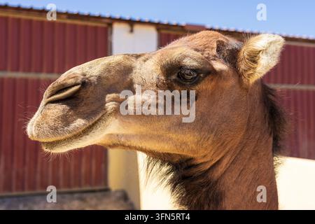 Nahaufnahme eines Kamelkopfs mit detailliertem Fell und Auge auf einem Bauernhof in Fuerteventura, Kanarische Inseln, Spanien. Stockfoto