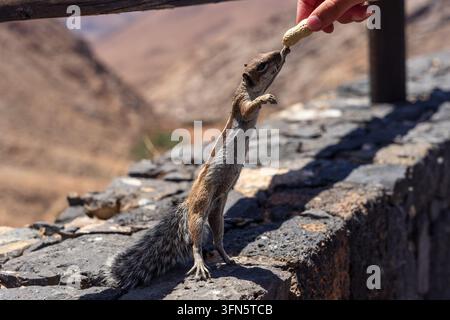 Barbary-Erdhörnchen, dem auf vulkanischen Felsen in Fuerteventura, Kanarische Inseln, Spanien, eine Erdnuss von Hand gefüttert wird. Stockfoto