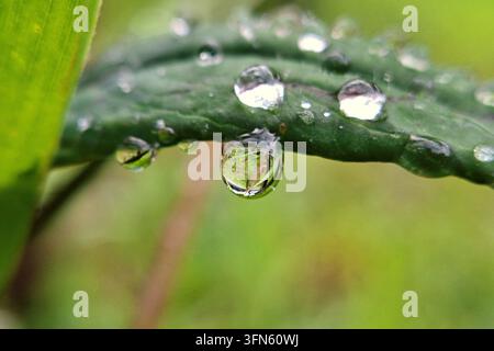 Detaillierte Makrofotografie von klaren Morgentautropfen auf einer grünen Blattkante, mit einer schönen Wassertröpfchenreflexion im unscharfen Hintergrund Stockfoto