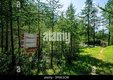 Rote und weiße Wanderschilder weisen die Wege in einem Kiefernwald aus. Rechts öffnet sich ein Pfad durch das grüne Gras, das vom Tageslicht beleuchtet wird, wäh Stockfoto