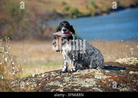 Ein russischer Spaniel sitzt stolz auf einem moosigen Felsen und hält eine realistische Jagddekoration aus einem Fasan im Maul. Der Hund hat eine wunderschöne schwarz-weiße Stockfoto