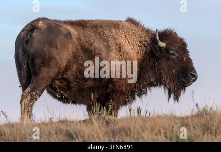 Ein amerikanischer Bison (Bison bison) in der Nordeinheit des Theodore-Roosevelt-Nationalparks in North Dakota. Stockfoto