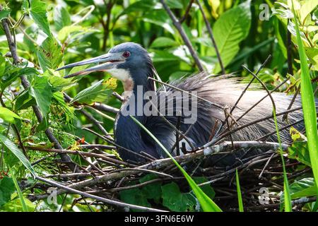Der schieferblaue Kopf, das rote Auge und der lange, dolchartige Schnabel eines Dreifarbenreiher (Egretta tricolor) sitzen auf einem Nest im Port Royal Cypress Wetlands, einem Zypressen-Sumpf-Rohrkohl in Port Royal, South Carolina, USA. Stockfoto