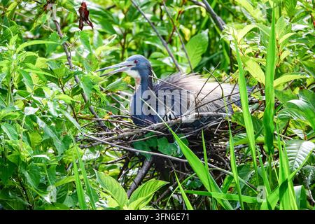 Der schieferblaue Kopf, das rote Auge und der lange, dolchartige Schnabel eines Dreifarbenreiher (Egretta tricolor) sitzen auf einem Nest im Port Royal Cypress Wetlands, einem Zypressen-Sumpf-Rohrkohl in Port Royal, South Carolina, USA. Stockfoto