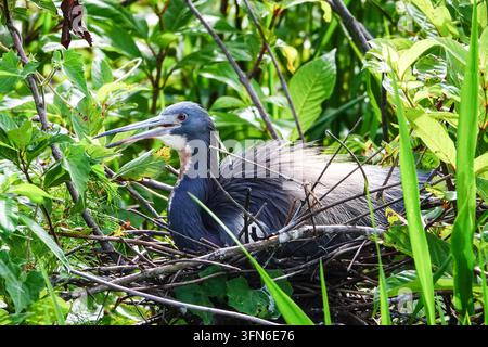 Der schieferblaue Kopf, das rote Auge und der lange, dolchartige Schnabel eines Dreifarbenreiher (Egretta tricolor) sitzen auf einem Nest im Port Royal Cypress Wetlands, einem Zypressen-Sumpf-Rohrkohl in Port Royal, South Carolina, USA. Stockfoto