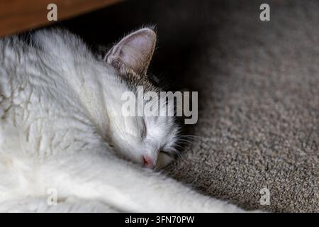 Nahaufnahme einer schlafenden weißen und grauen Hauskatze, die friedlich auf Teppich ruht, mit scharfem Gesicht und großzügigem Kopierraum rechts. Stockfoto