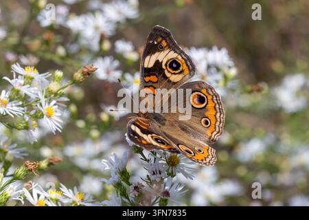 Gemeiner Augapfelfalter (Junonia coenia) auf Asternblüten auf einem Feld in Lee County, Iowa. Stockfoto