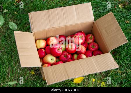Frisch geerntete rote Äpfel, verpackt in einer Kartonschachtel im Freien auf grünem Rasengras. Biologische Landwirtschaftsernte, Obstlieferung und saisonale Landwirtschaft im Herbst Stockfoto