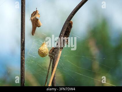Eierkokon der gelben Gartenspinnen, der im Herbstgarten im Spinnennetz hängt Stockfoto