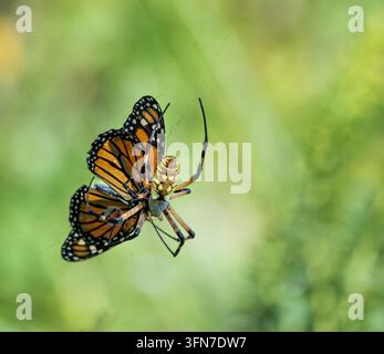 Gelbe Gartenspinnte (Argiope aurantia) mit Monarchfalter, der in ihrem Netz gefangen ist. Natürlicher grüner Hintergrund. Kopierraum. Stockfoto