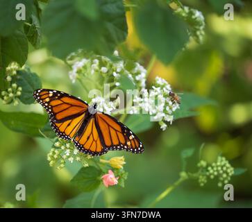 Wandernder Monarchfalter (Danaus plexippus) füttert mit geöffneten Flügeln an weißen Frostkraut-Blumen im Herbstbestäubungsgarten in Texas. Stockfoto