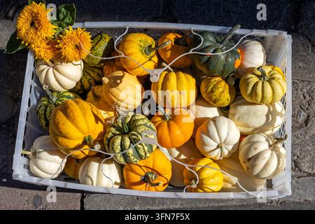 Bunte Mini-Kürbisse arrangiert in einer Plastikbox unter hellem Herbstsonnenlicht, saisonale Erntesammlung mit Gelb, Weiß, Grün und Orange Stockfoto