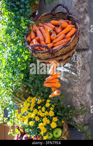 Großer Weidenkorb gefüllt mit frischen orangefarbenen Karotten neben grünem Efeu und gelben Blumen, rustikale Herbsternteauslage mit saisonalen Gemüsen. Stockfoto