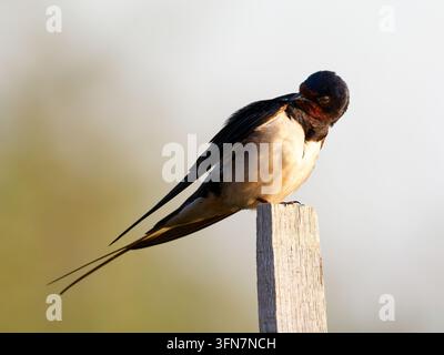 Schwalbe (Hirundo rustica) sitzt auf einem Holzpfosten in Rosnay. Stockfoto