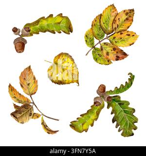 Aquarell-Herbstset aus Blättern und Nüssen isoliert auf weißem Hintergrund. Perfekt für Herbstdesigns, Hochzeitseinladungen, Grußkarten und Textilien Stockfoto