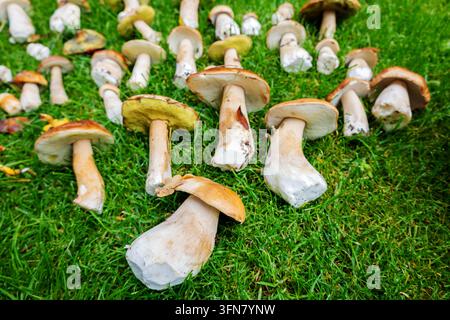 Frisch gepflückte Steinpilze und Pfifferlinge, die auf grünem Gras ausgebreitet sind. Stockfoto