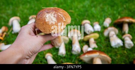 Ein großer weißer Pilz in einer Hand vor einem Hintergrund aus grünem Gras und Pilzen. Stockfoto