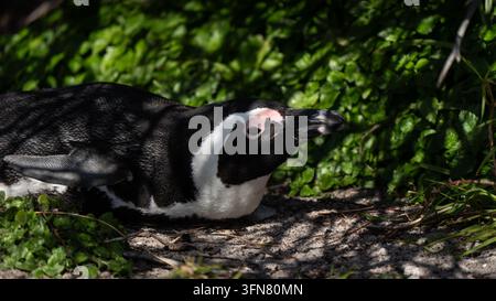 Nahaufnahme eines Pinguins in der Nähe seines Nests. Der Afrikanische Pinguin, auch bekannt als Kap- oder Südafrikanischer Pinguin, ist auf die Gewässer im Süden Afrikas beschränkt Stockfoto