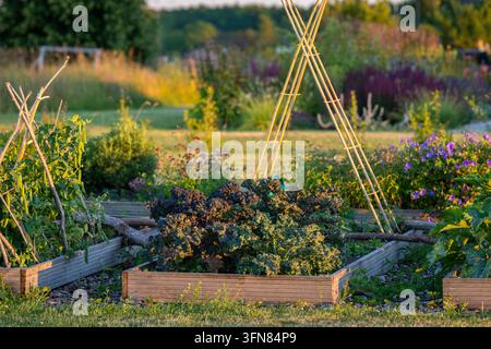 Brassica oleracea var. sabellica, Krauskohl, wächst in einem produktiven Hochbeet-Gemüsegarten neben kletternden Erbsen und anderen Gartenpflanzen. Stockfoto