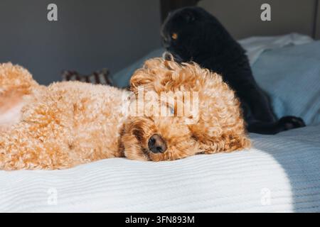 Süßer Pudel und graue Katze entspannen zusammen auf dem Bett Stockfoto