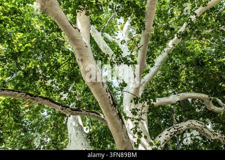 300 Jahre alte Platane, Platanus acerifolia, oft fälschlich als Ahornbaum bezeichnet, Mitropolita Stratimirovica Straße, Sremski Karlovci, Vojvodina, Serbien Stockfoto