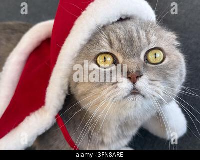 Eine Scottish-Fold-Katze mit einem Weihnachtsmannhut, die in die Kamera blickt, Konzept von Weihnachten Stockfoto