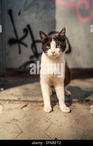 Eine schwarz-weiße Straßenkatze sitzt auf dem Bürgersteig Stockfoto