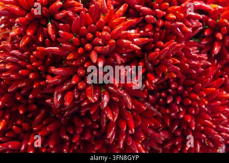 Vollbild-Nahaufnahme eines dichten, lebendigen Büschels kleiner roter Chilischoten, die zu traditionellen dekorativen Bündeln an einem ungarischen Marktstand gebunden sind. Stockfoto