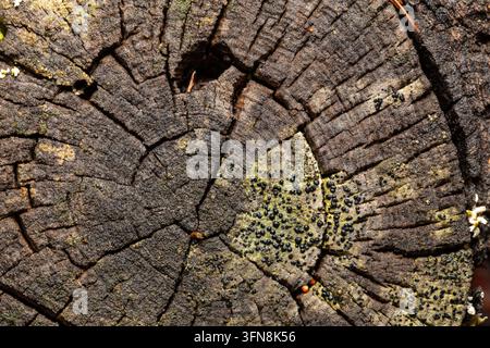 Detaillierte Textur eines verwitterten Holzblocks mit tiefen radialen Rissen und natürlichen Wachstumsringen mit Flechten. Stockfoto