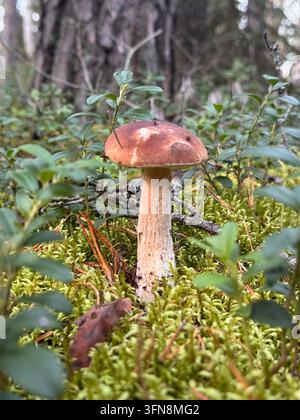 Ein einzelner Steinpilz, der auf einem moosigen Waldboden wächst Stockfoto