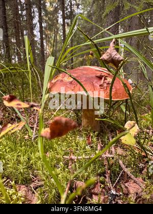Großer Wulstpilz auf einem moosigen Waldboden Stockfoto