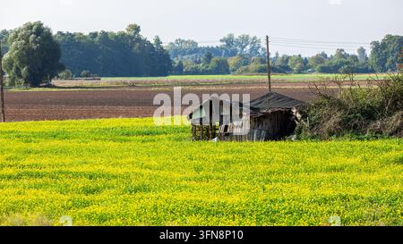 Eine ruinierte, verwitterte Holzscheune steht mitten in einem blühenden gelben Senf- oder Rapsfeld, umgeben von Ackerland und entfernten Bäumen du Stockfoto