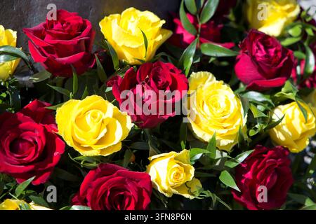 Lebendige Nahaufnahme eines dekorativen Blumenarrangements mit einer dichten Mischung aus frischen roten und gelben Rosen, vermischt mit grünen Blättern Stockfoto