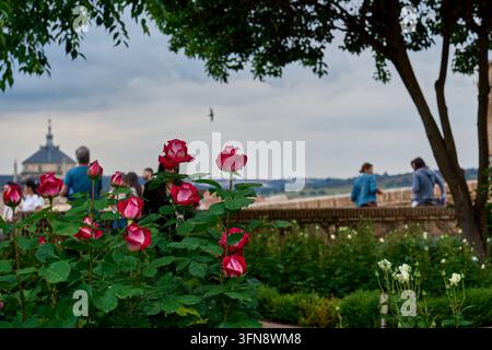 Rosa und rote Rosen im Garten des Cristo de la Luz, mit Besuchern am Aussichtspunkt und einer Kuppel am Horizont dahinter, Toledo, Spanien Stockfoto