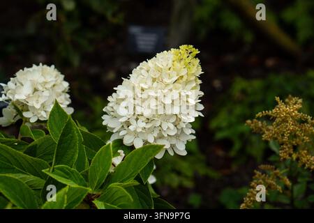 Cremige weiße Blütenköpfe der Rispenhortensie (Hydrangea paniculata), mit blassgrünen Blütchen an der Spitze und auffälligen grünen Blättern. Stockfoto