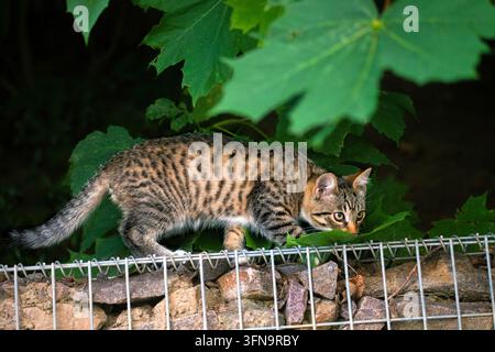 Tabby-Kätzchen jagt und schnüffelt im Laub. Gestreiftes Tabby-Kätzchen schleicht und jagt und schnüffelt in einem üppigen Sommergarten. Kleine süße Katze, nahe am Boden, aktiv Stockfoto