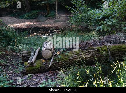 Eine bewaldete natürliche Umgebung mit moosbewachsenen umgestürzten Baumstämmen und einem kleinen aufrechten Baumstammabschnitt, der im Vordergrund auf einem größeren Baumstamm ruht. Stockfoto