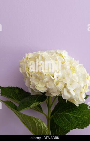 Elegante weiße Hortensienblüte auf weichem lavendelfarbenem Hintergrund mit Kopierplatz Stockfoto