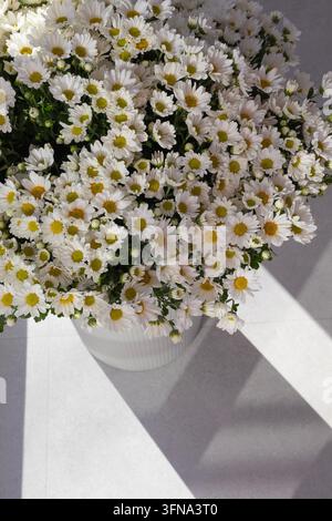 Weiße Chrysanthemen in einer Vase mit dramatischem Sonnenlicht und Schatten Kopierraum Stockfoto