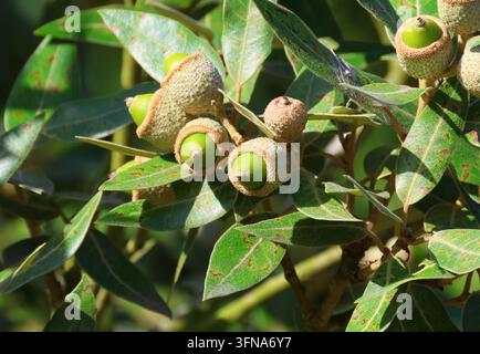 Eine Nahaufnahme von Eichenmisteln der Holm-Eiche, Quercus ilex. Stockfoto