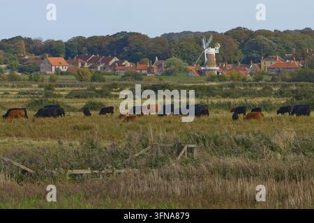 Rinder, die auf den Küstenmarschen in der Nähe der Dörfer Blakeney und Cley-next-the Sea, North Norfolk, UK, grasen Stockfoto
