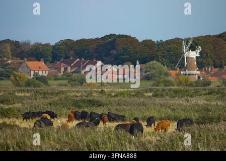 Rinder, die auf den Küstenmarschen in der Nähe der Dörfer Blakeney und Cley-next-the Sea, North Norfolk, UK, grasen Stockfoto