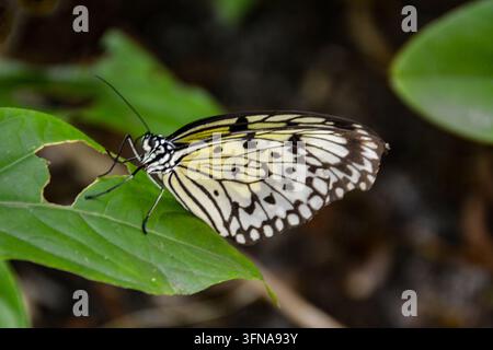 Schmetterling Stockfoto