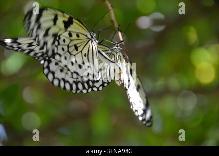 Schmetterling Stockfoto