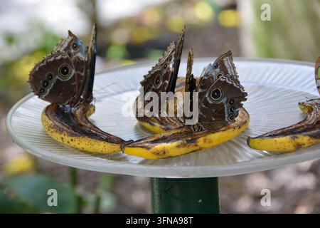 Schmetterling Stockfoto